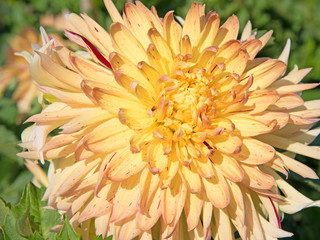  Dahlie