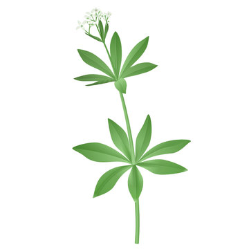 Woodruff