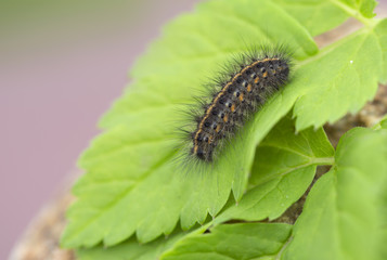 Гусеница ночной белой бабочки