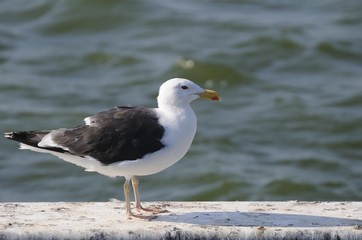 möwe 83