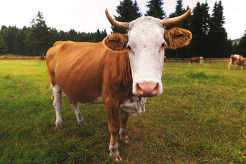 Brown and white cow against green meadow.