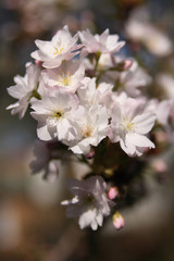 Fototapeta na wymiar Blooming branch of a japanese cherry
