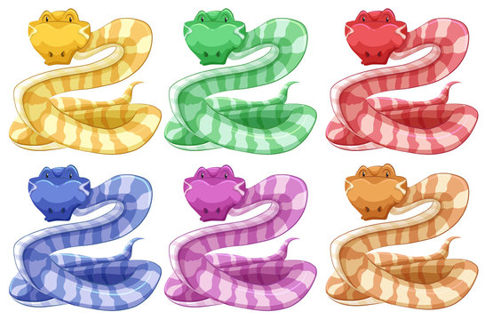 Different colors of snake