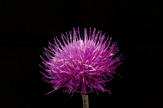 Fleur rose violette rouge en boule