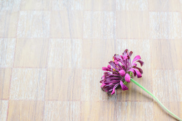  dried zinnia flower