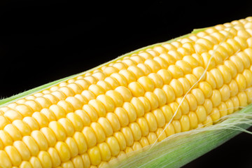 Harvest, fresh corn