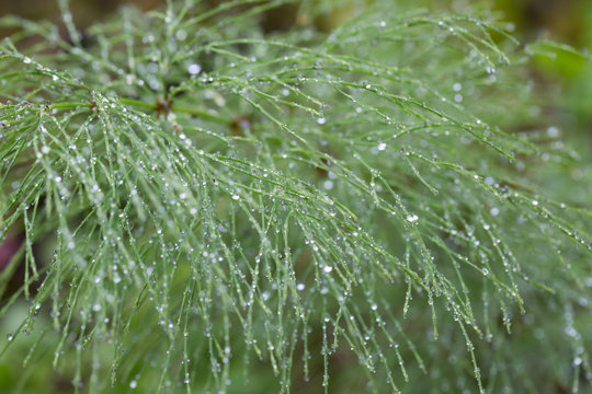 Gouttes de ros&eacute;e sur la pr&ecirc;le