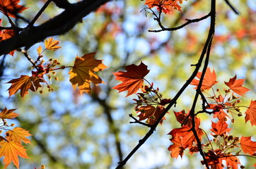 Autumn leaves