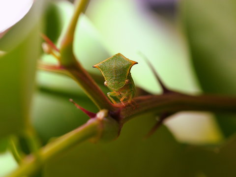 Punaise Bison Insecte de 6mm environ 