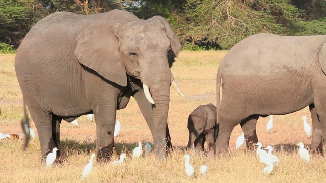 Elephants eating grass with cattle egrets in Amboseli Park, Kenya
