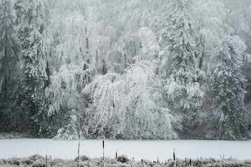 Wald im Winter - 91185602