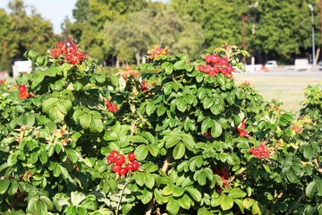 ripe red rosehip 