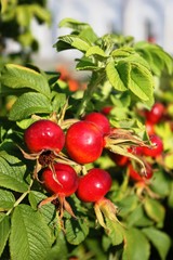 ripe red rosehip 