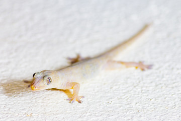 Close Up wall-lizard on yellow concrete background