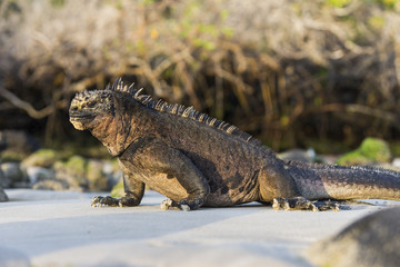 Iguana