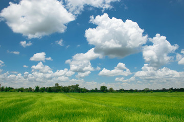 Fototapeta premium The cozy atmosphere in the rice fields. Among the clouds on a beautiful sky in Thailand.