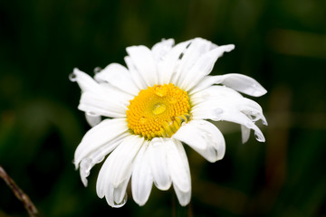 Gouttes de ros&eacute;e sur une marguerite blanche