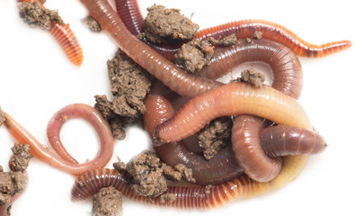 pile worms macro