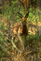 Impala (aepyceros melampus) del kruger national park in Sud Africa
