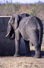 Obraz premium Elefante - elephant (Loxodonta africana) del Parco Nazionale del Kruger in Sud Africa 