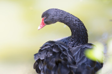 Fototapeta premium Черный гусь стоит на берегу озера. Черный гусь изогнул свою шею.