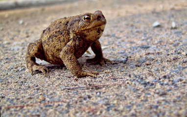 Kroete