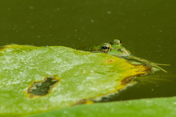 grenouille
