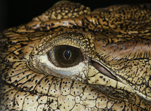 Eye of a crocodile as a background