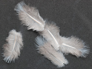 feathers on a black background