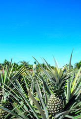 Pineapple Plant
