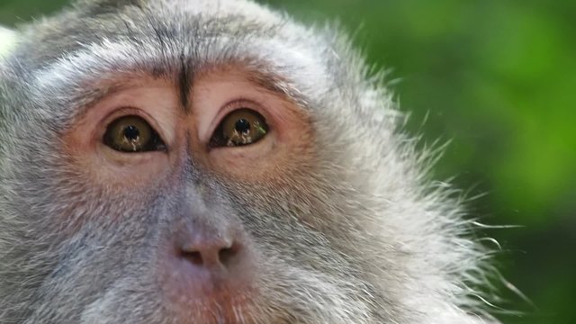 Close up of wild rhesus monkey in natural setting in Ubud, Bali, Indonesia.