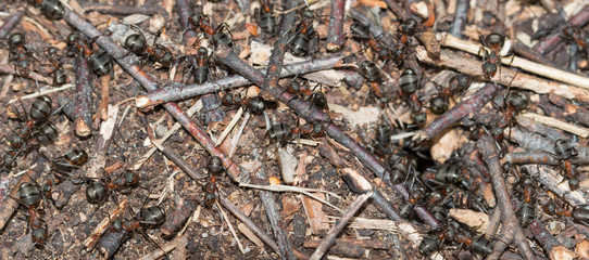 ants on the ground