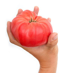 large tomatoes in hand