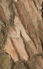 tree bark as background