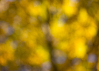 bokeh in yellow and green background