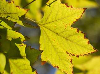 maple leaves as a background