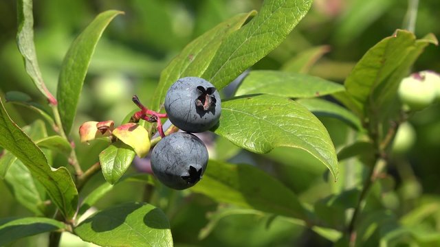 blueberries fruits hanging on blueberry plant