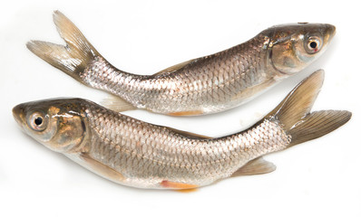 small fresh fish on a white background