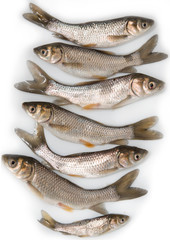 small fresh fish on a white background