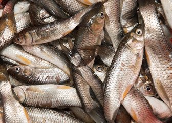 small fresh fish on a white background