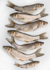 small fresh fish on a white background