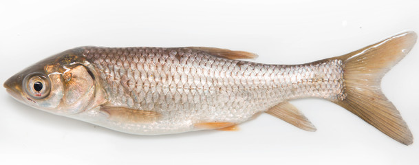 small fresh fish on a white background