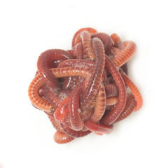 red worms on a white background