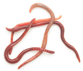 red worm on a white background
