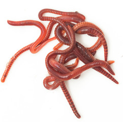 red worms on a white background