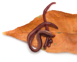 red worms on a white background