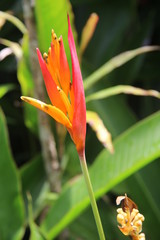 Guyane - Saut Athanase - Août 2015
