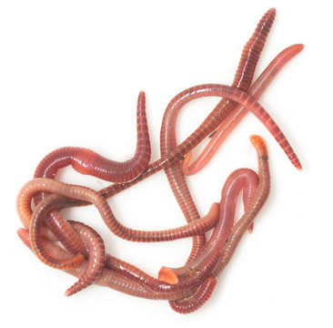 red worms on a white background