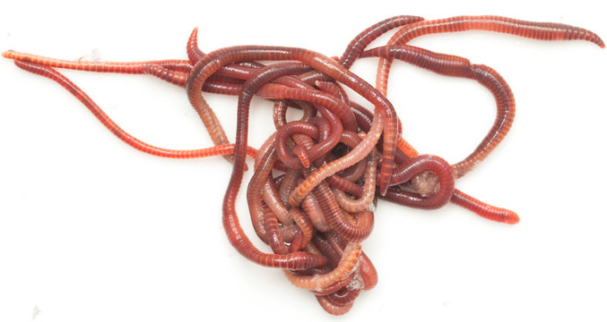 red worms on a white background