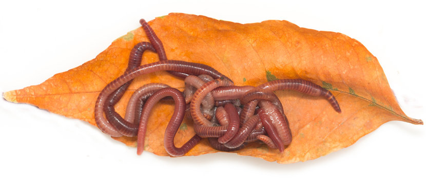 red worms on a white background